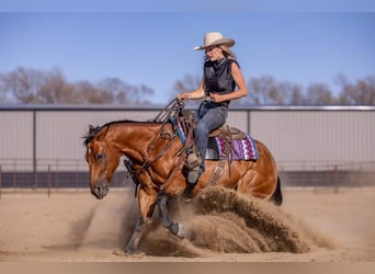 American Quarter Horse, Castrone, 11 Anni, Baio ciliegia