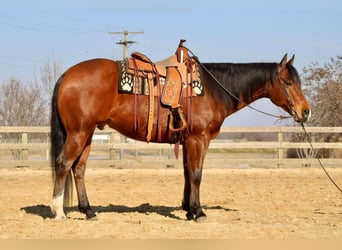American Quarter Horse, Castrone, 11 Anni, Baio ciliegia