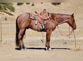 American Quarter Horse, Castrone, 11 Anni, Baio roano