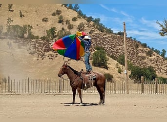 American Quarter Horse, Castrone, 11 Anni, Baio roano