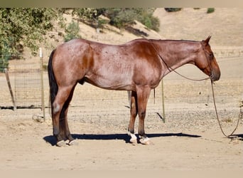 American Quarter Horse, Castrone, 11 Anni, Baio roano