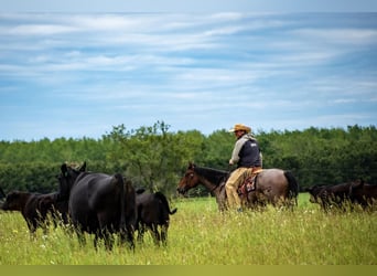 American Quarter Horse, Castrone, 11 Anni, Baio roano