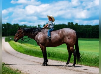 American Quarter Horse, Castrone, 11 Anni, Baio roano