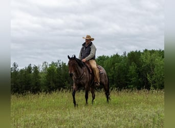 American Quarter Horse, Castrone, 11 Anni, Baio roano