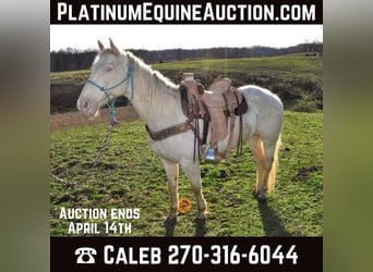 American Quarter Horse, Castrone, 11 Anni, Bianco