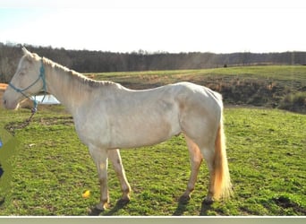 American Quarter Horse, Castrone, 11 Anni, Bianco