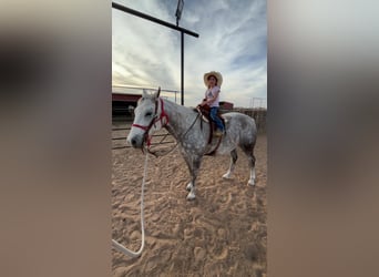 American Quarter Horse, Castrone, 11 Anni, Grigio