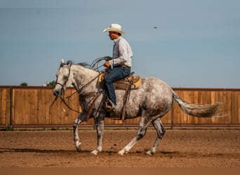 American Quarter Horse, Castrone, 11 Anni, Grigio