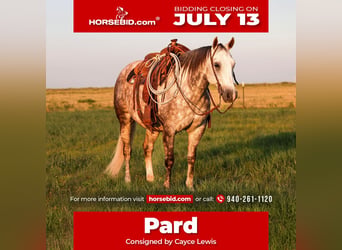 American Quarter Horse, Castrone, 11 Anni, Grigio