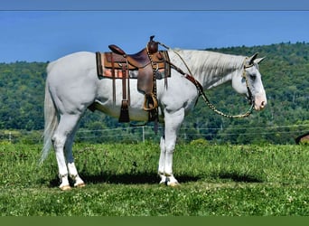 American Quarter Horse, Castrone, 11 Anni, Grigio