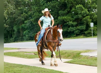 American Quarter Horse, Castrone, 11 Anni, Overo-tutti i colori