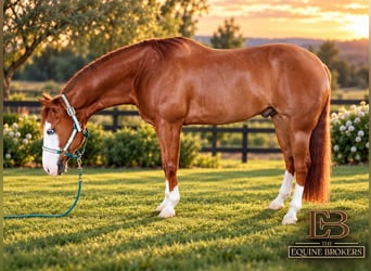 American Quarter Horse, Castrone, 11 Anni, Overo-tutti i colori