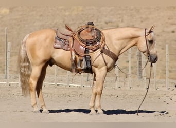 American Quarter Horse, Castrone, 11 Anni, Palomino