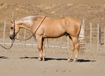 American Quarter Horse, Castrone, 11 Anni, Palomino