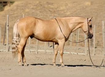 American Quarter Horse, Castrone, 11 Anni, Palomino