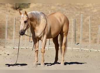 American Quarter Horse, Castrone, 11 Anni, Palomino