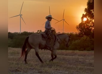 American Quarter Horse, Castrone, 11 Anni, Pelle di daino