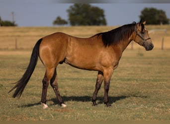 American Quarter Horse, Castrone, 11 Anni, Pelle di daino