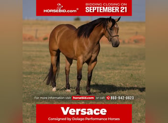 American Quarter Horse, Castrone, 11 Anni, Pelle di daino