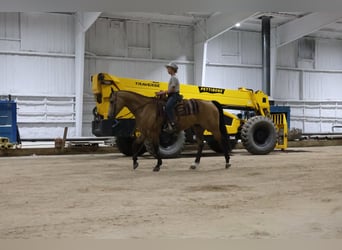 American Quarter Horse, Castrone, 11 Anni, Pelle di daino