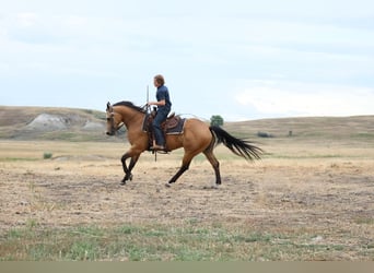 American Quarter Horse, Castrone, 11 Anni, Pelle di daino