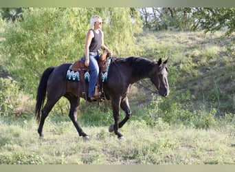 American Quarter Horse, Castrone, 11 Anni, Roano blu