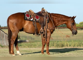 American Quarter Horse, Castrone, 11 Anni, Sauro ciliegia