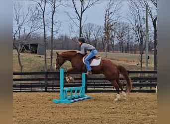 American Quarter Horse, Castrone, 11 Anni, Sauro ciliegia
