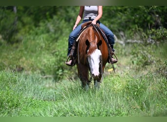 American Quarter Horse, Castrone, 11 Anni, Sauro ciliegia