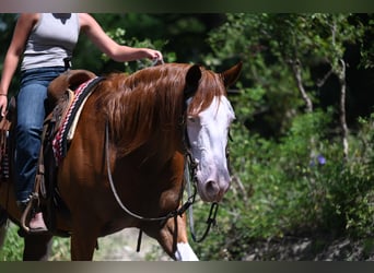 American Quarter Horse, Castrone, 11 Anni, Sauro ciliegia