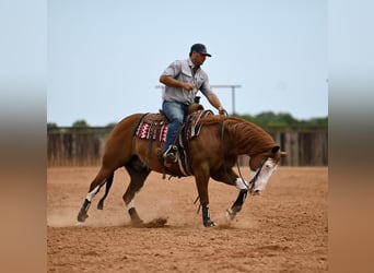 American Quarter Horse, Castrone, 11 Anni, Sauro ciliegia