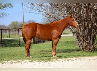 American Quarter Horse, Castrone, 11 Anni, Sauro scuro