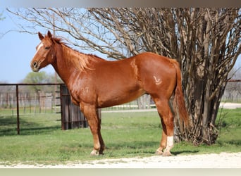 American Quarter Horse, Castrone, 11 Anni, Sauro scuro