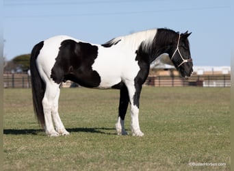 American Quarter Horse, Castrone, 11 Anni, Tobiano-tutti i colori