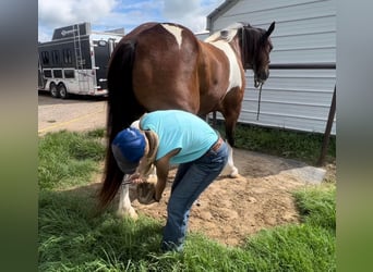 American Quarter Horse, Castrone, 11 Anni, Tobiano-tutti i colori