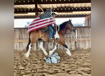 American Quarter Horse, Castrone, 11 Anni, Tobiano-tutti i colori