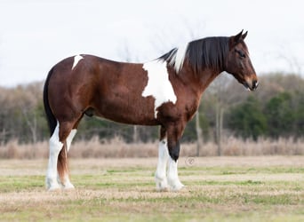 American Quarter Horse, Castrone, 11 Anni, Tobiano-tutti i colori