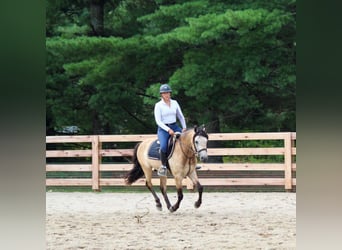 American Quarter Horse, Castrone, 12 Anni, 132 cm, Pelle di daino