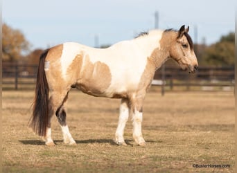 American Quarter Horse, Castrone, 12 Anni, 137 cm, Tobiano-tutti i colori