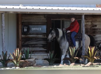 American Quarter Horse, Castrone, 12 Anni, 137 cm, Tobiano-tutti i colori