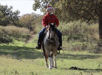 American Quarter Horse, Castrone, 12 Anni, 137 cm, Tobiano-tutti i colori