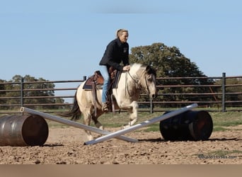 American Quarter Horse, Castrone, 12 Anni, 137 cm, Tobiano-tutti i colori