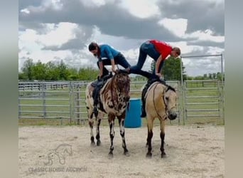 American Quarter Horse, Castrone, 12 Anni, 142 cm, Pelle di daino