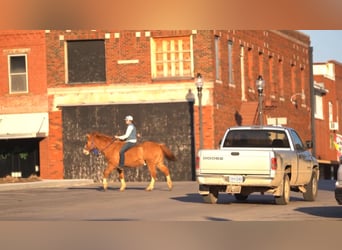 American Quarter Horse, Castrone, 12 Anni, 142 cm, Red dun