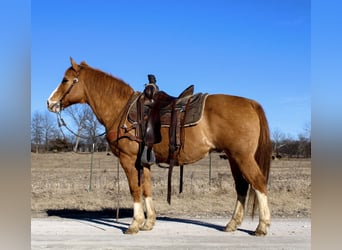 American Quarter Horse, Castrone, 12 Anni, 142 cm, Red dun