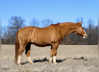 American Quarter Horse, Castrone, 12 Anni, 142 cm, Red dun