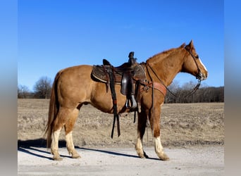 American Quarter Horse, Castrone, 12 Anni, 142 cm, Red dun