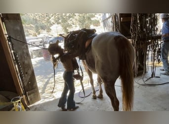 American Quarter Horse, Castrone, 12 Anni, 142 cm, Sauro scuro