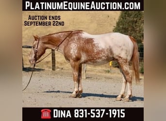 American Quarter Horse, Castrone, 12 Anni, 142 cm, Sauro scuro