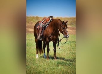 American Quarter Horse, Castrone, 12 Anni, 142 cm, Sauro scuro